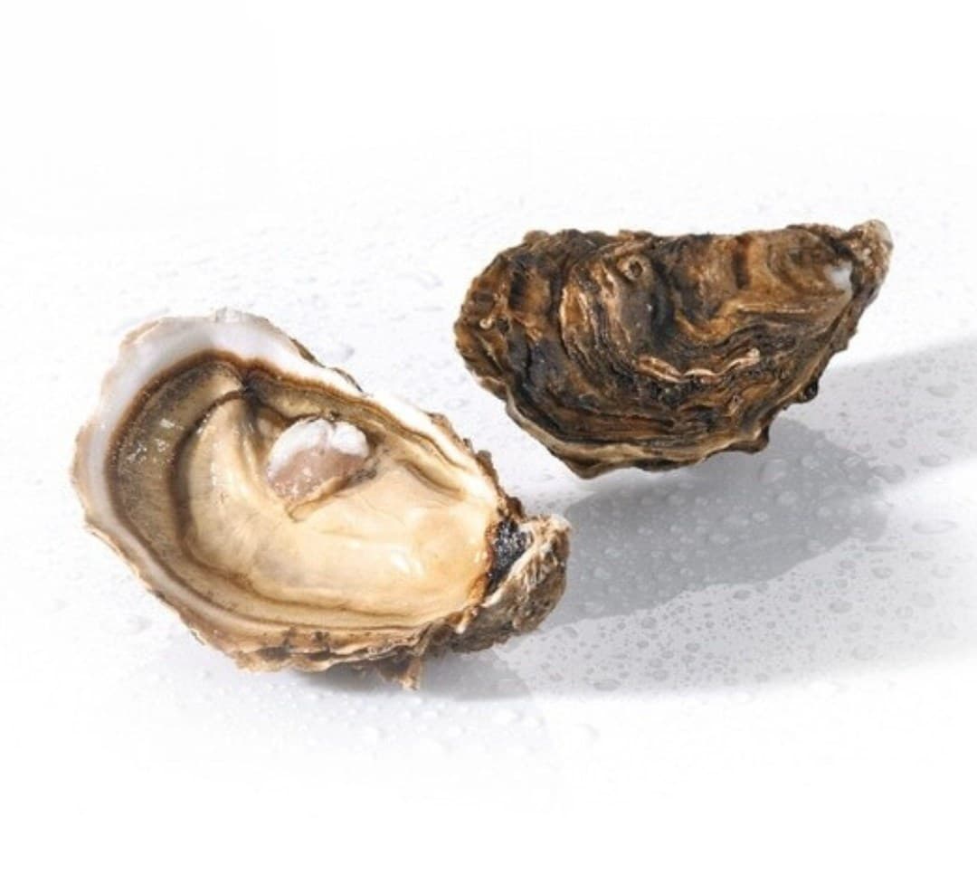 PRAT AR COUM OYSTER